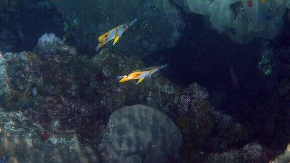 一对铜带蝴蝶鱼或海中有长鼻子的蛤蜊鱼海洋生物美丽的彩色黄色条纹鱼游在热带珊瑚海洋野生动物水下视频