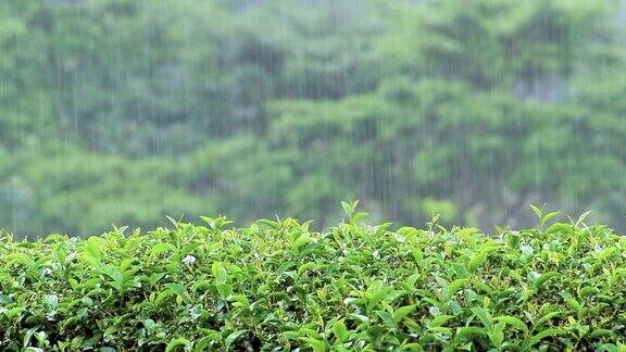 在泰国北部的一座山上在一个雨天观赏新鲜的绿茶种植园