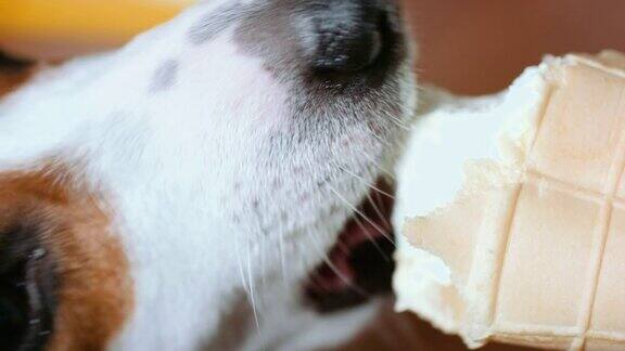 狗吃咬舔冰淇淋