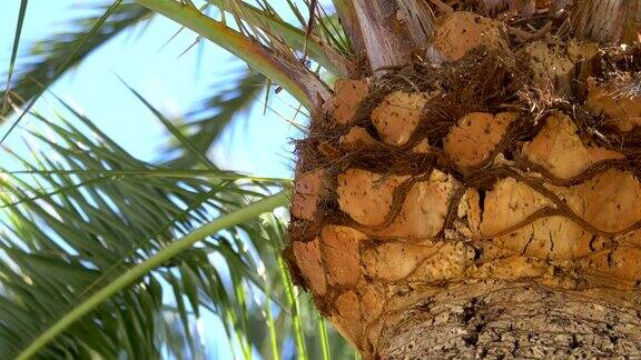 美丽的棕榈树在4K慢镜头60fps