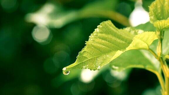 水雨滴与新鲜的绿叶为自然背景近距离露珠从树叶上落下4KDci分辨率