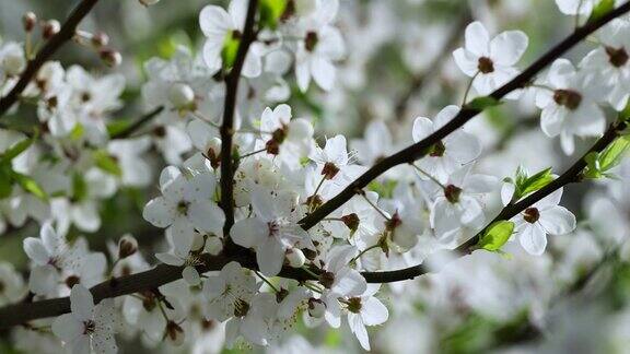 果园里美丽的樱花树