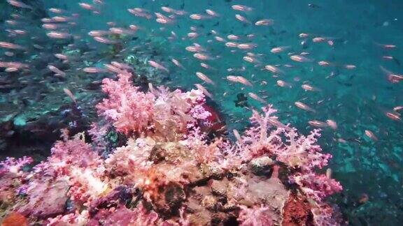 潜水在充满活力的水下礁泰国