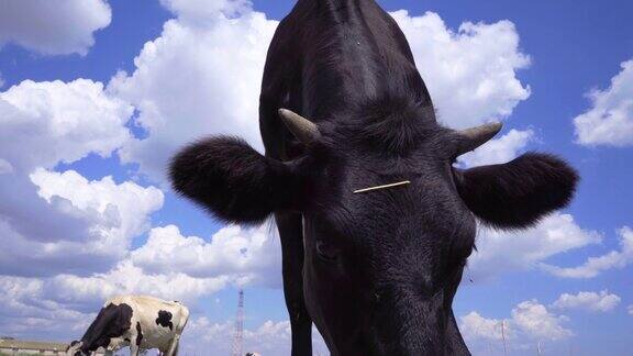 黑牛在草地上吃草看着镜头奶牛4k