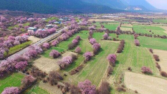 西藏林芝的桃花