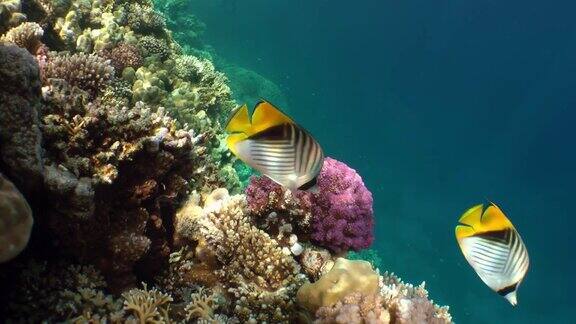 一对亮鳍蝴蝶鱼在珊瑚礁的背景