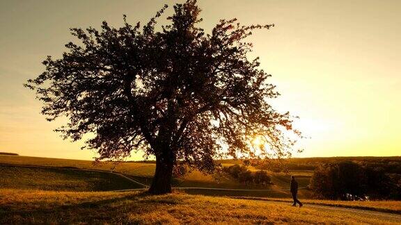 美丽的树在乡村景观在日落