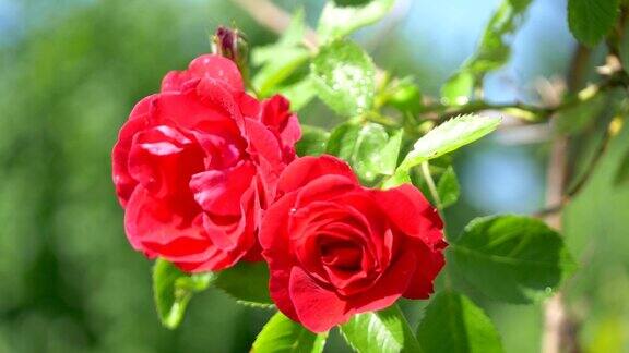 花园里的红玫瑰4k慢镜头60fps