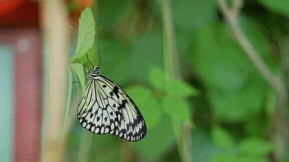 花园里一只美丽的蝴蝶停在树枝上