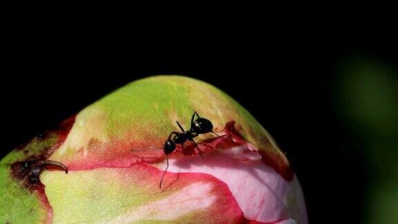 蚂蚁从牡丹花中采集花蜜