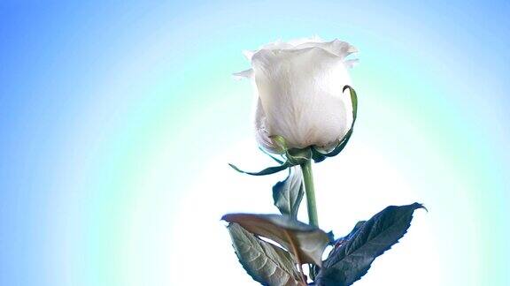 白色玫瑰花旋转接近蓝色背景爱的象征情人节卡片的设计