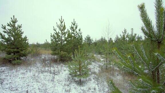 初雪在幼小的松林全景