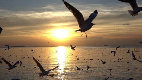 鸟在日落天空飞翔慢镜头拍摄