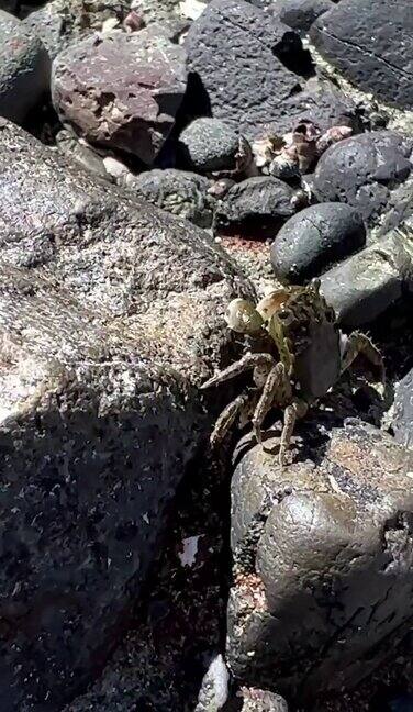海洋上的退潮潮湿的灰色石头小螃蟹跑向大海他迅速跑去拍摄微距视频从画面中逃离了海洋生物的生活