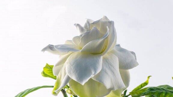 一段时间美丽的白色栀子花茉莉盛开在白色的背景4k的视频情人节母亲节春天节日爱情生日复活节概念