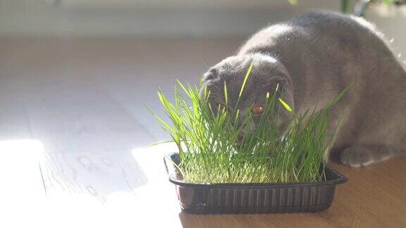 一只小猫在吃发芽的草、燕麦芽和宠物专用的维生素