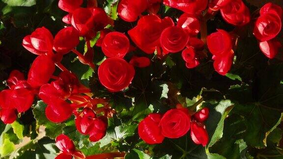 秋海棠鳞茎(蔷薇形)红色蔷薇形