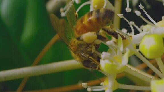 授粉蜜蜂