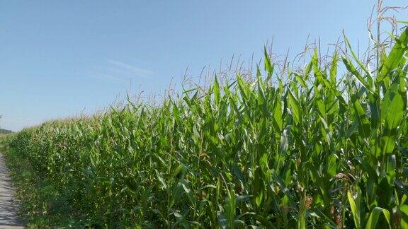 田野里高大绿色的玉米