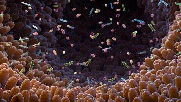 微生物组肠道细菌