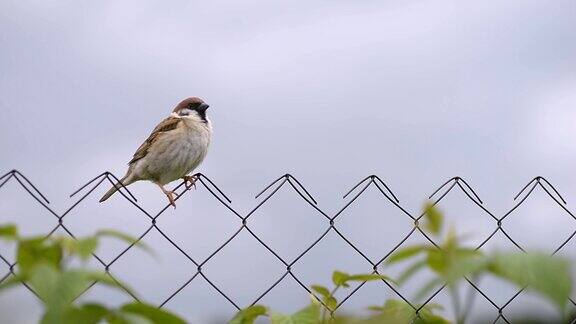 篱笆上的一只麻雀紧靠着云的背景坐着