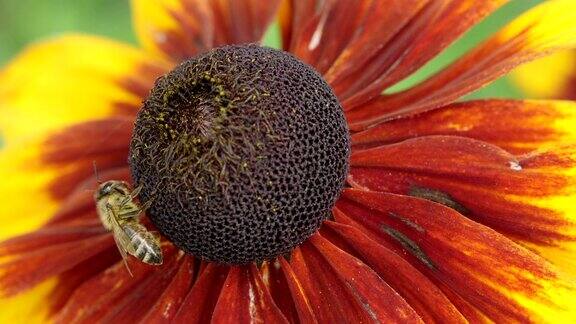 蜜蜂坐在花上-微距拍摄