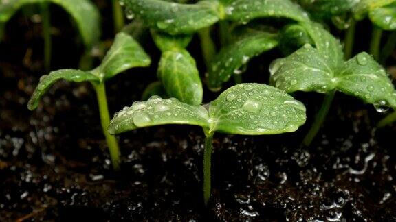 在雨中发芽的黄瓜种子