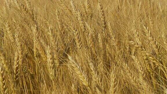 高清慢动作:小麦在微风中摇曳