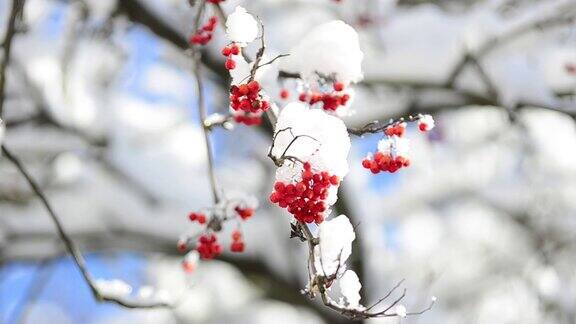 雪覆盖着罗文浆果在冬天拍摄