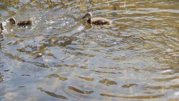 在一个阳光明媚的日子里一只小鸭子从清澈的水里钻了出来一群水鸟