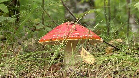 秋天森林里飞木耳蘑菇
