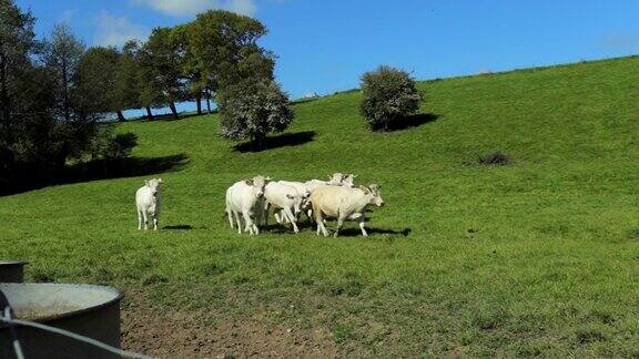 法国诺曼底阳光明媚的一天牛群在绿色的草地上吃草养牛工业农业理念夏季田园景观牧场供家畜饲养