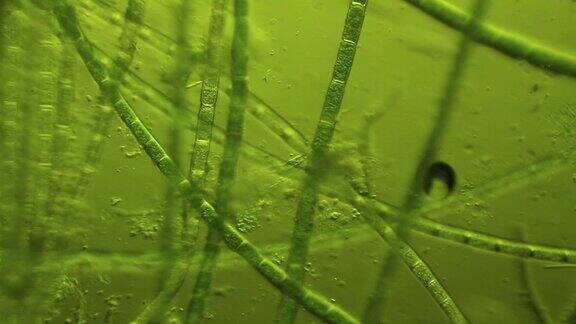 微藻类生物