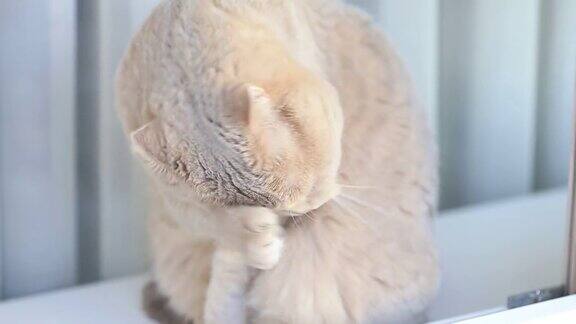可爱的苏格兰折耳母猫在家里舔自己的毛来清洁自己宠物画像