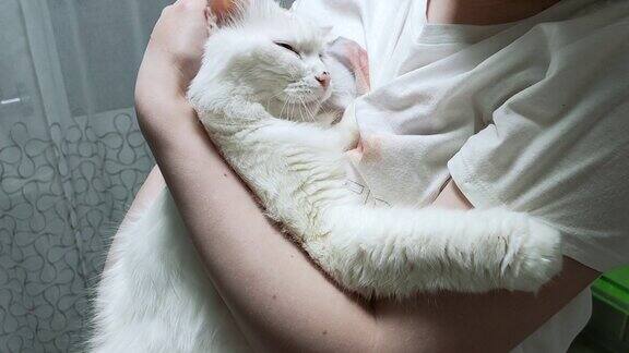 女孩把猫抱在怀里拥抱它用手抚摸它