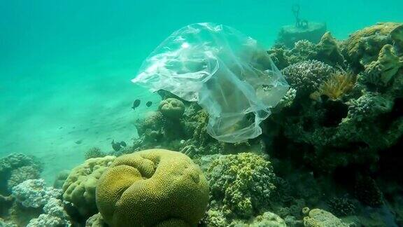 塑料垃圾袋漂浮在红海的珊瑚礁上