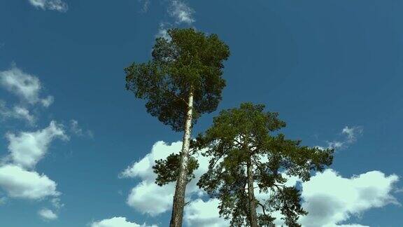 美丽的松树在蓝天白云的背景下俯瞰美丽的大自然