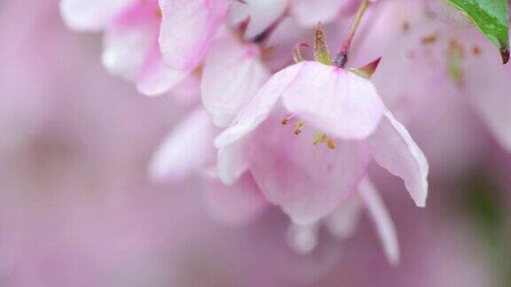 樱花树的花朵近距离微距大自然春天的植物群4k视频