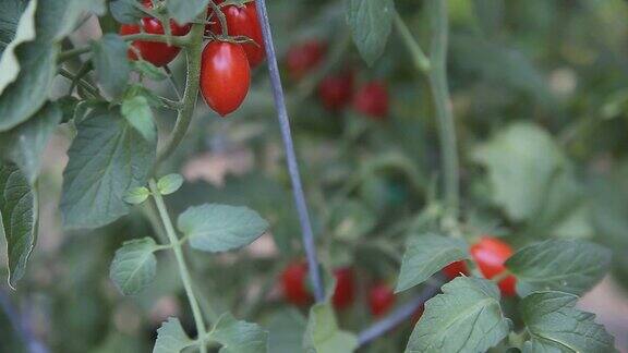 成熟的樱桃番茄
