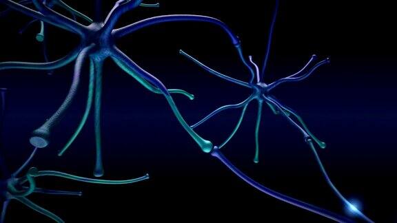 神经元的信号