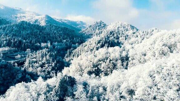 鸟瞰图森林在寒冷的冬天