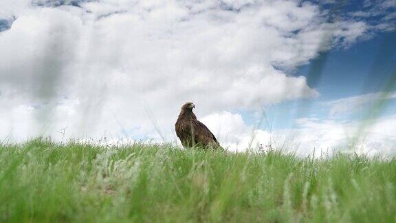 在绿色草地自然栖息地的一只自由的野生金雕鸟