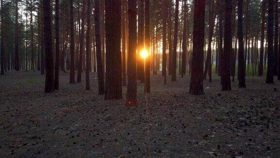 森林在日落