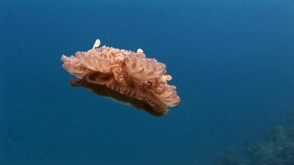 钵水母在海底游泳