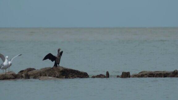 在公海上海鸥和鸬鹚坐在岩石上