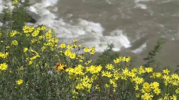 科鲁河和科鲁河上的鲜花阿尔温特