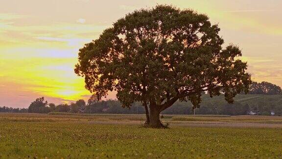 夕阳下的孤树