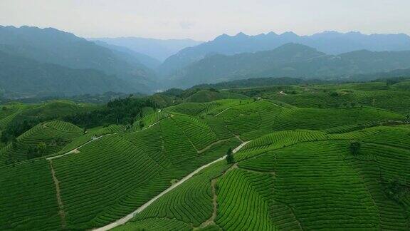 鸟瞰山上的茶园