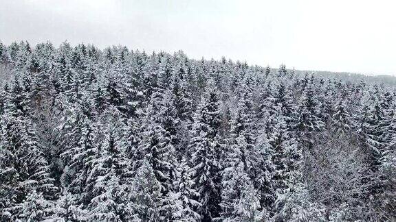 4k低空飞行上方的冬季森林在下雪的北部空中全景