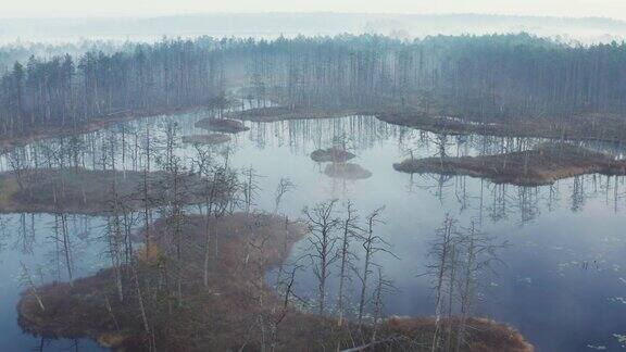 航拍的一个上升的沼泽在雾